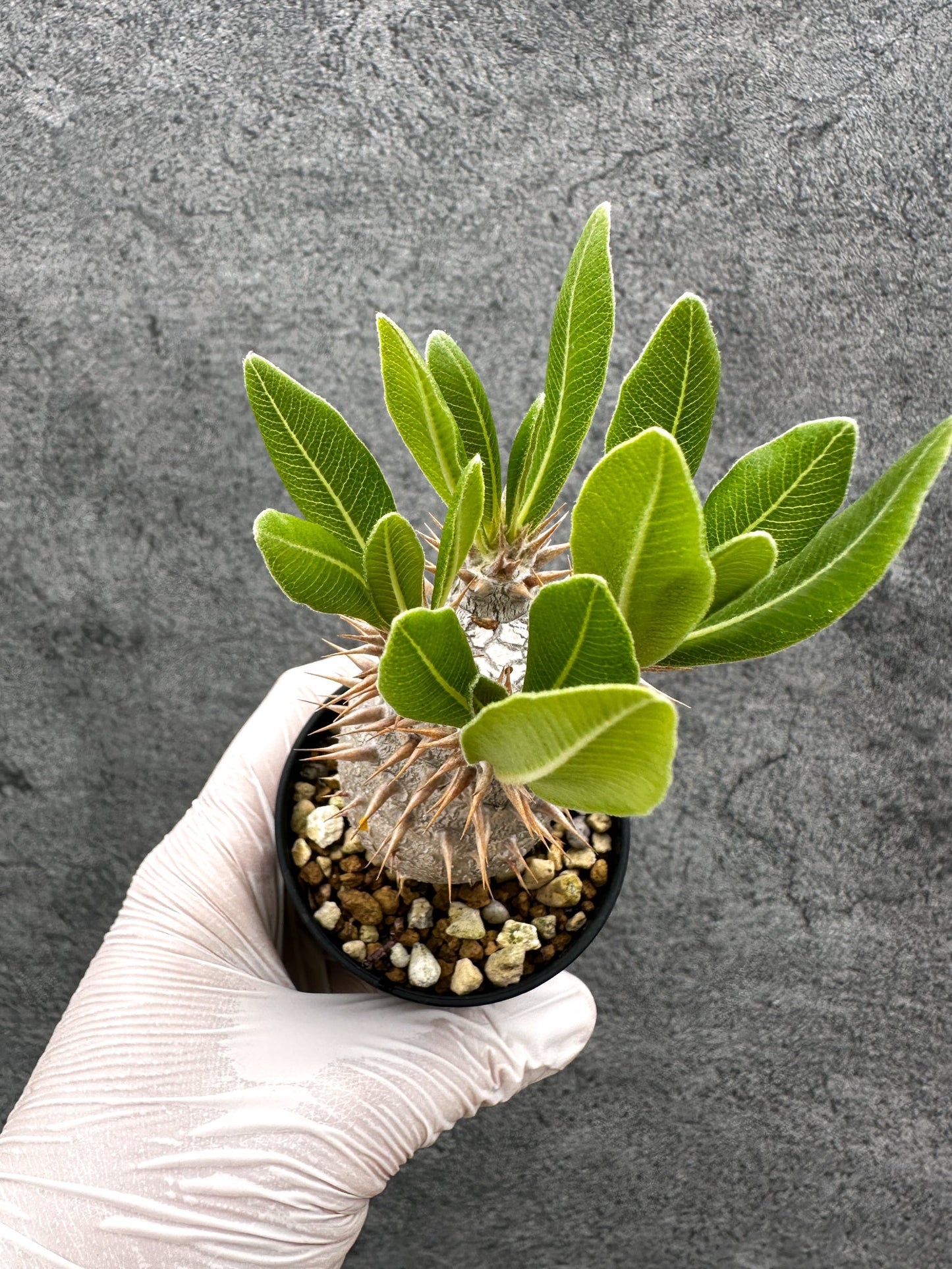 【現品限り】パキポディウム・ホロンベンセ 実生【C10】 Pachypodium horombense