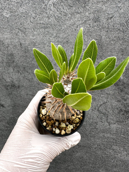 【現品限り】パキポディウム・ホロンベンセ 実生【C10】 Pachypodium horombense