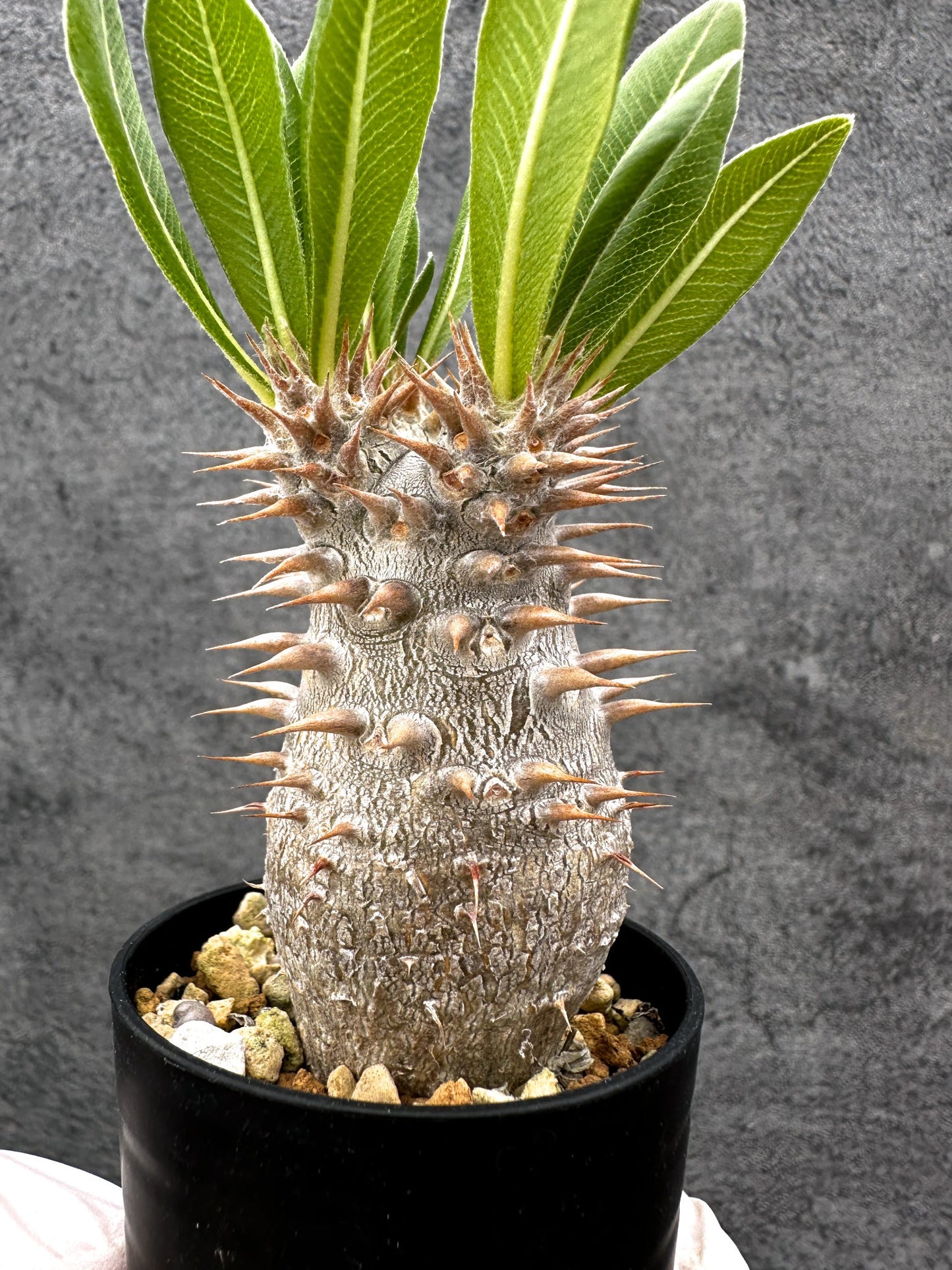【現品限り】パキポディウム・ホロンベンセ 実生【C10】 Pachypodium horombense