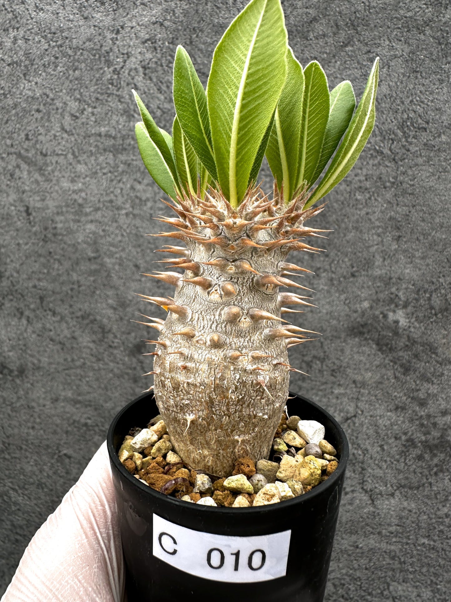 【現品限り】パキポディウム・ホロンベンセ 実生【C10】 Pachypodium horombense