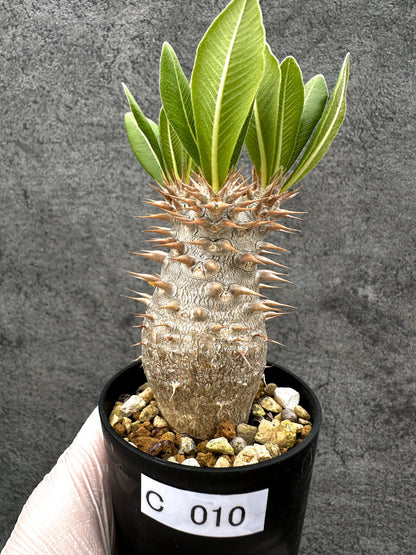 【現品限り】パキポディウム・ホロンベンセ 実生【C10】 Pachypodium horombense