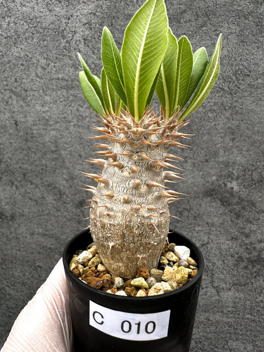 【現品限り】パキポディウム・ホロンベンセ 実生【C10】 Pachypodium horombense