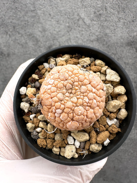 【現品限り】プセウドリトス・ミギウルティヌス 実生【C11】 Pseudolithos migiurtinus