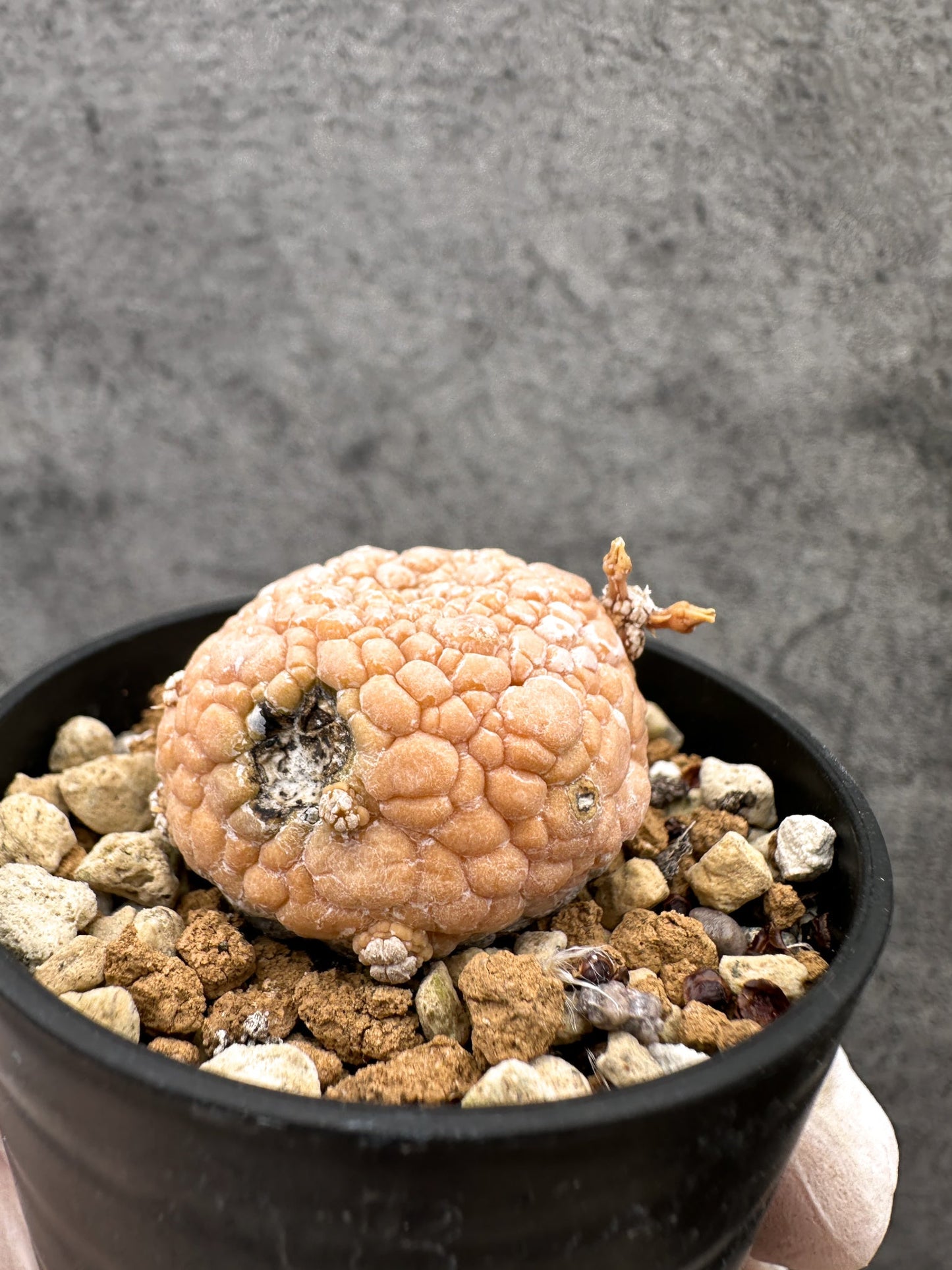 【現品限り】プセウドリトス・ミギウルティヌス 実生【C11】 Pseudolithos migiurtinus