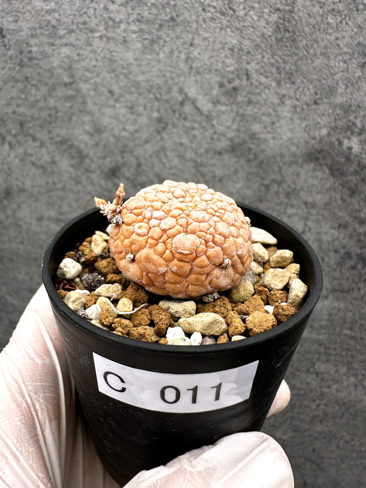 確認用！！ブセウトリトス・ミギウルティヌス☆実生２株セット プセウドリトス(Pseudolithos) – プラントブラザーズ
