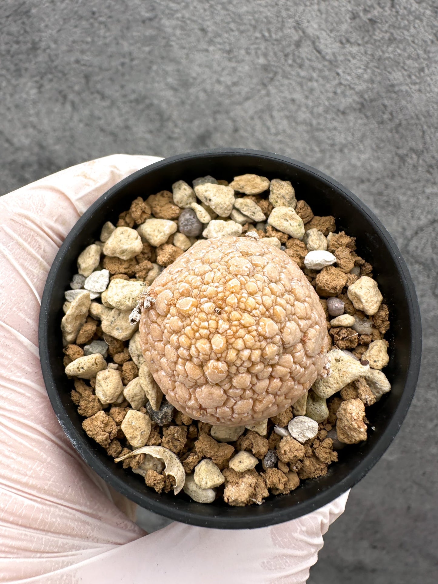 【現品限り】プセウドリトス・ミギウルティヌス 実生【C12】 Pseudolithos migiurtinus