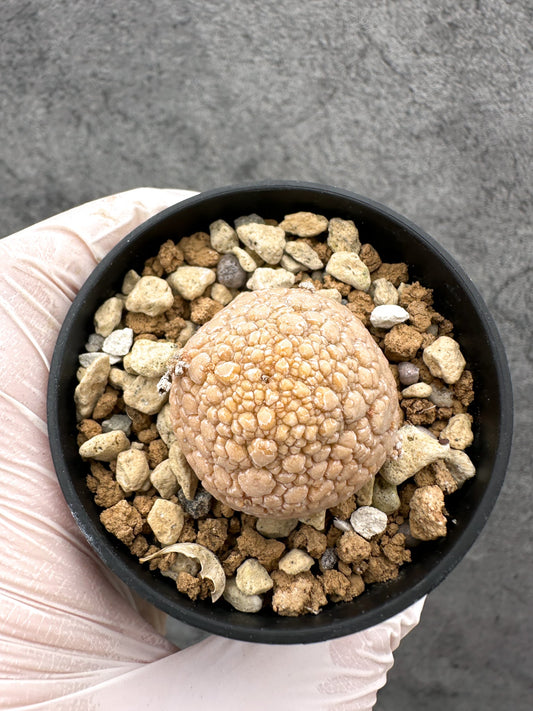 【現品限り】プセウドリトス・ミギウルティヌス 実生【C12】 Pseudolithos migiurtinus