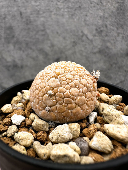 【現品限り】プセウドリトス・ミギウルティヌス 実生【C12】 Pseudolithos migiurtinus