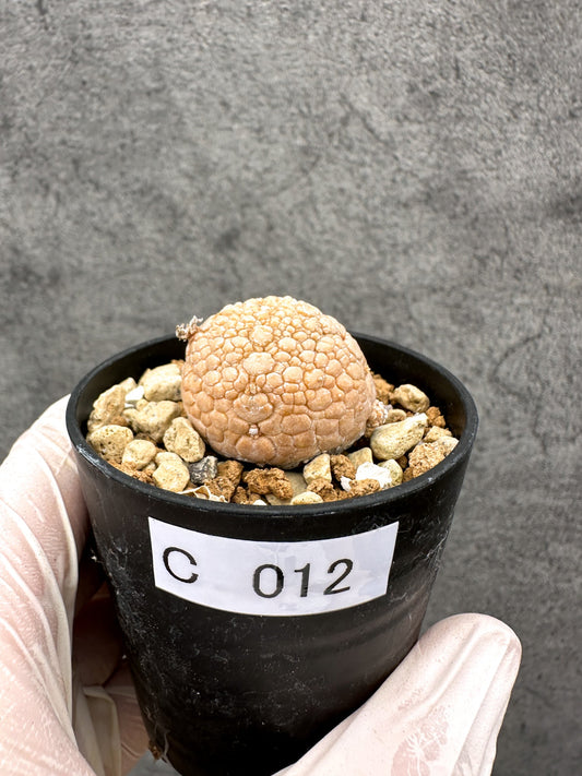 【現品限り】プセウドリトス・ミギウルティヌス 実生【C12】 Pseudolithos migiurtinus