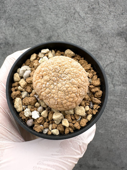 【現品限り】プセウドリトス・ミギウルティヌス 実生【C13】 Pseudolithos migiurtinus
