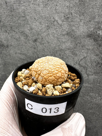 【現品限り】プセウドリトス・ミギウルティヌス 実生【C13】 Pseudolithos migiurtinus