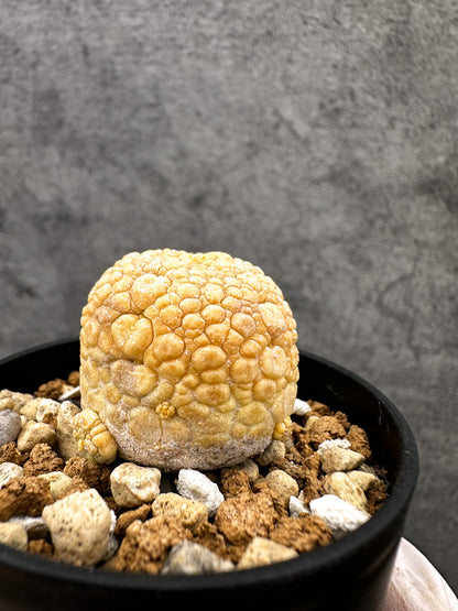 【現品限り】プセウドリトス・ミギウルティヌス 実生【C14】 Pseudolithos migiurtinus