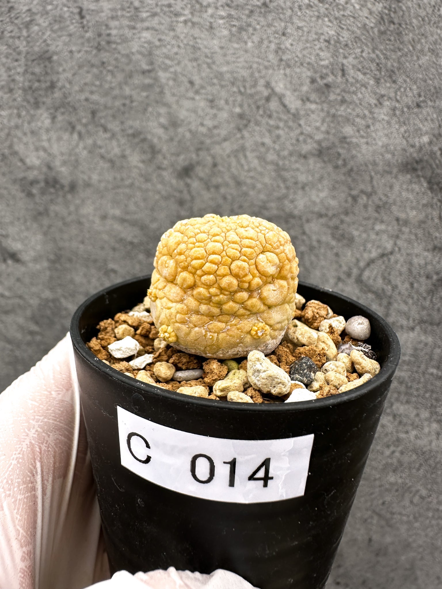 プセウドリトス(Pseudolithos) – プラントブラザーズ