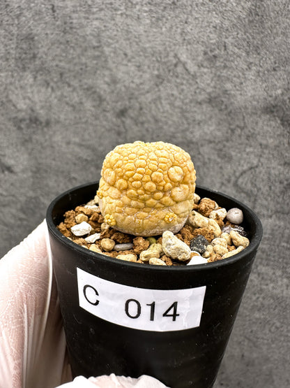 【現品限り】プセウドリトス・ミギウルティヌス 実生【C14】 Pseudolithos migiurtinus