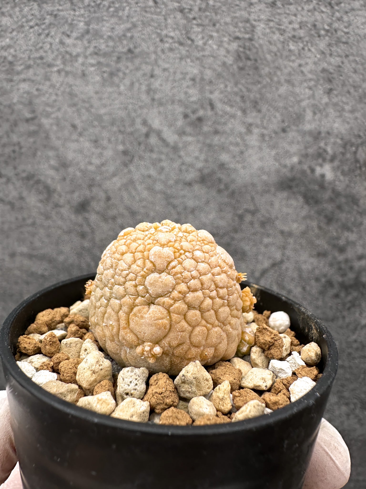 プセウドリトス・ミギウルティヌス 実生【C15】 Pseudolithos