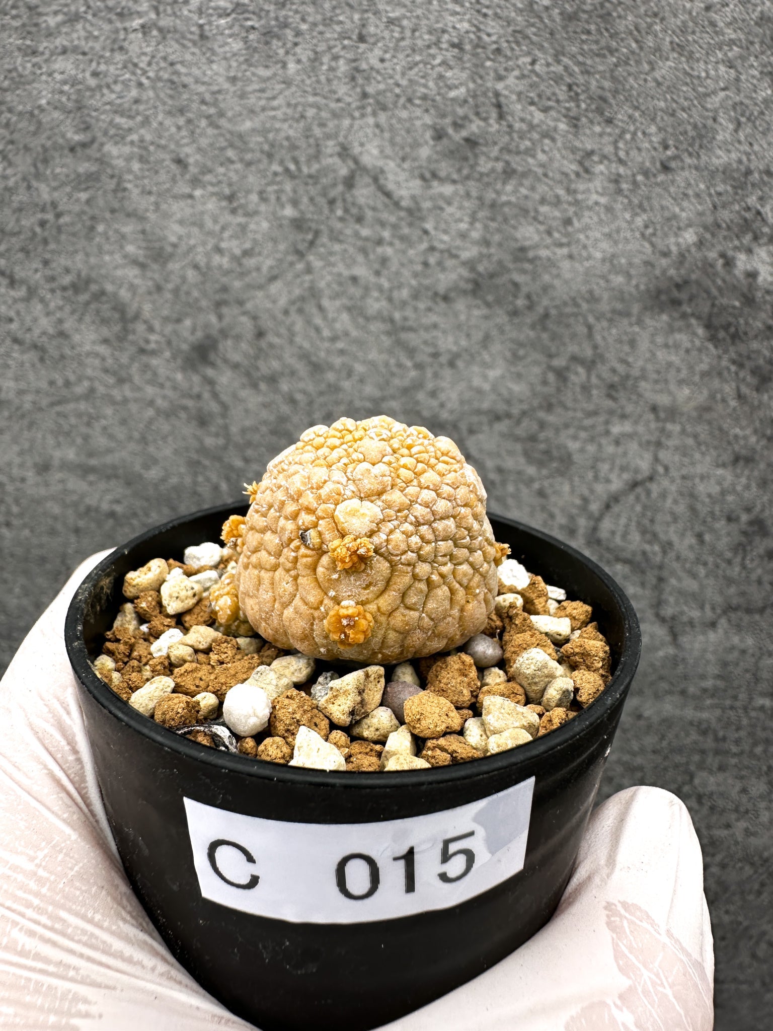 プセウドリトス・ミギウルティヌス 実生【C15】 Pseudolithos
