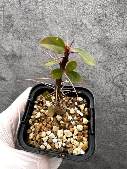 【現品限り】フォークイエリア・ファシクラータ 実生【C16】 Fouquieria fasciculata