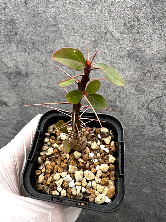 【現品限り】フォークイエリア・ファシクラータ 実生【C16】 Fouquieria fasciculata