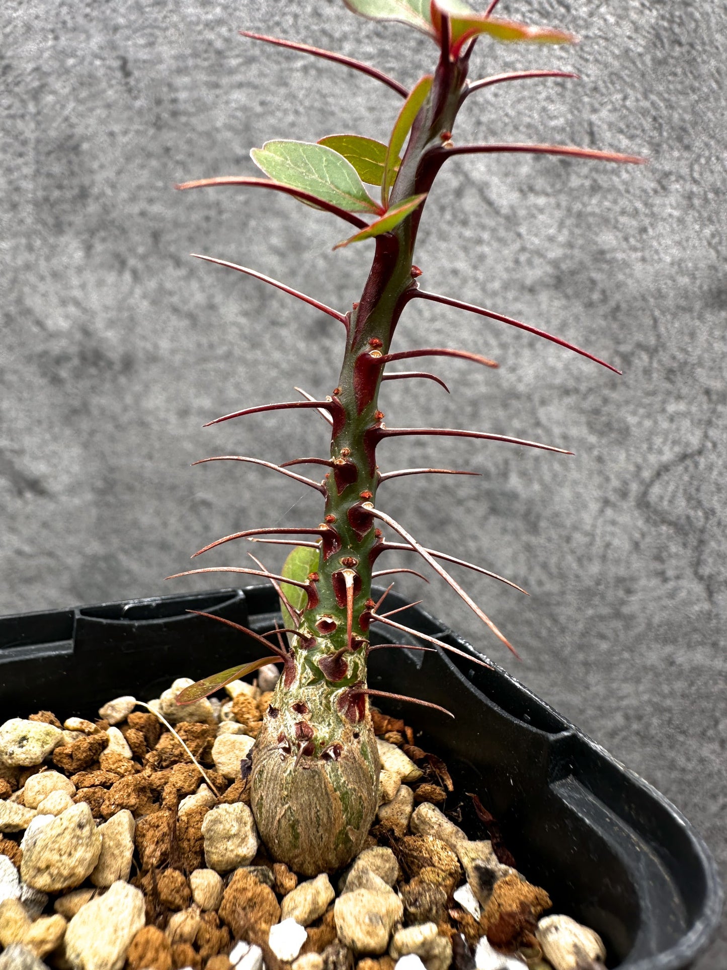 【現品限り】フォークイエリア・ファシクラータ 実生【C16】 Fouquieria fasciculata
