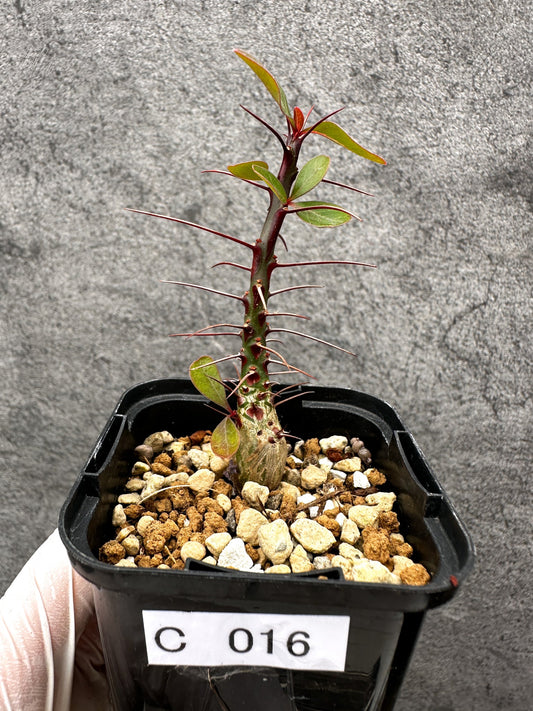 【現品限り】フォークイエリア・ファシクラータ 実生【C16】 Fouquieria fasciculata