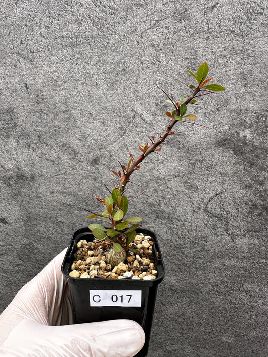 【現品限り】フォークイエリア・ファシクラータ 実生【C17】 Fouquieria fasciculata