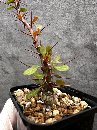 【現品限り】フォークイエリア・ファシクラータ 実生【C17】 Fouquieria fasciculata