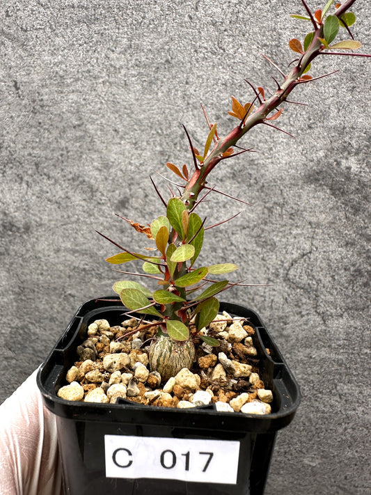 【現品限り】フォークイエリア・ファシクラータ 実生【C17】 Fouquieria fasciculata