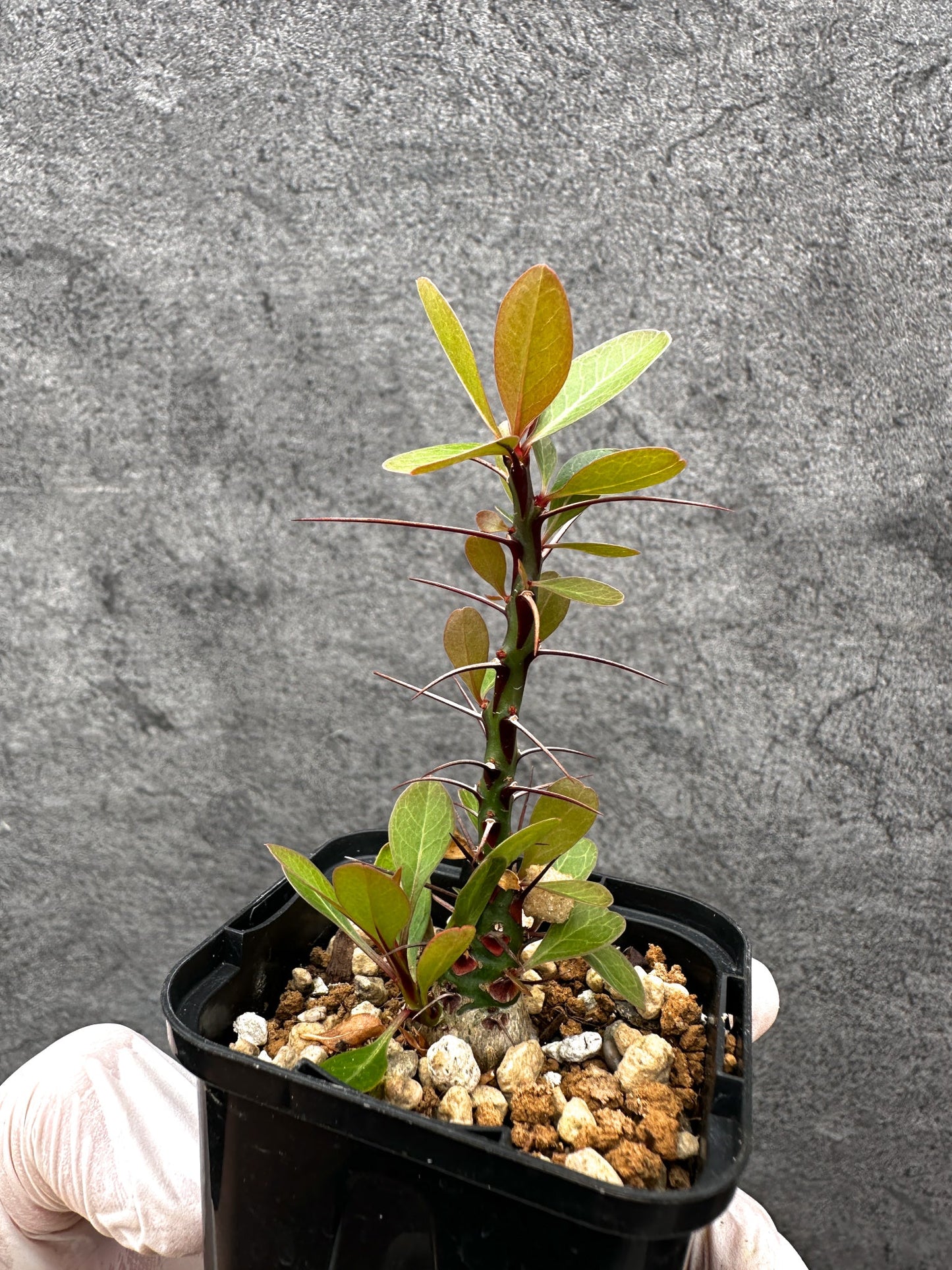 【現品限り】フォークイエリア・ファシクラータ 実生【C18】 Fouquieria fasciculata