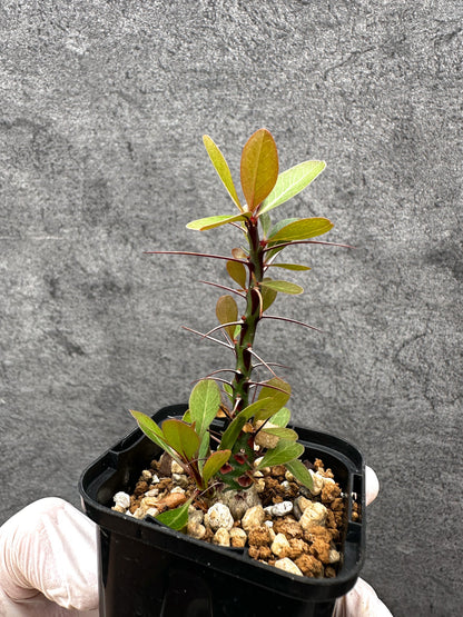 【現品限り】フォークイエリア・ファシクラータ 実生【C18】 Fouquieria fasciculata