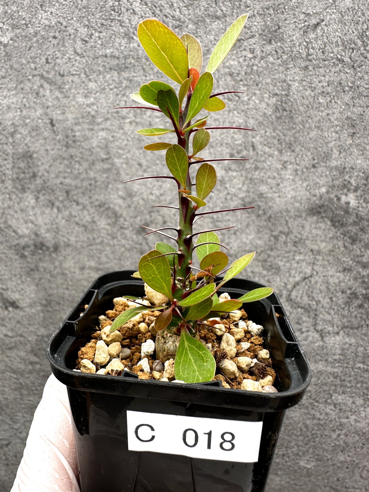 【現品限り】フォークイエリア・ファシクラータ 実生【C18】 Fouquieria fasciculata