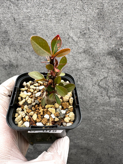【現品限り】フォークイエリア・ファシクラータ 実生【C19】 Fouquieria fasciculata