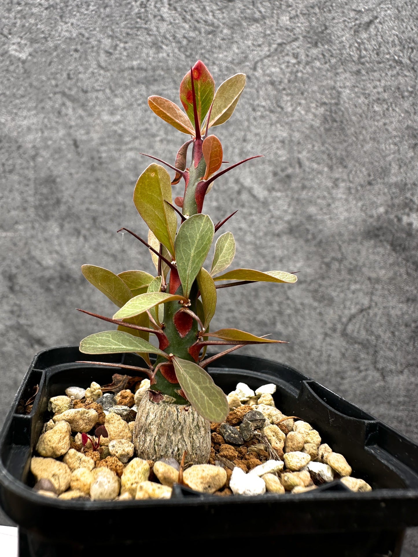 【現品限り】フォークイエリア・ファシクラータ 実生【C19】 Fouquieria fasciculata