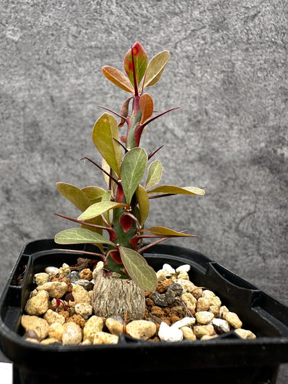 【現品限り】フォークイエリア・ファシクラータ 実生【C19】 Fouquieria fasciculata
