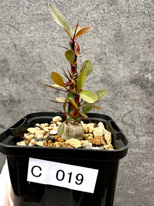 【現品限り】フォークイエリア・ファシクラータ 実生【C19】 Fouquieria fasciculata