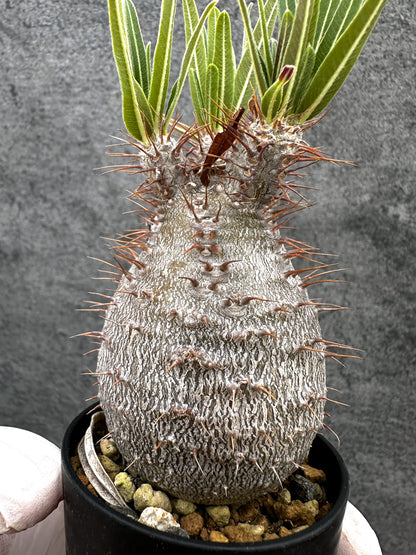 【現品限り】パキポディウム・グラキリス コレクション株 実生【C1】 Pachypodium gracilius