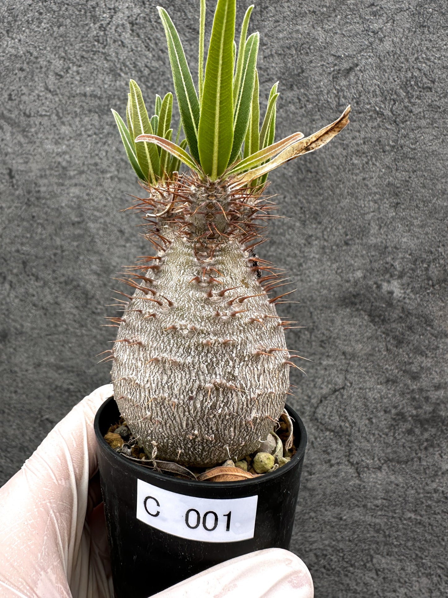 【現品限り】パキポディウム・グラキリス コレクション株 実生【C1】 Pachypodium gracilius