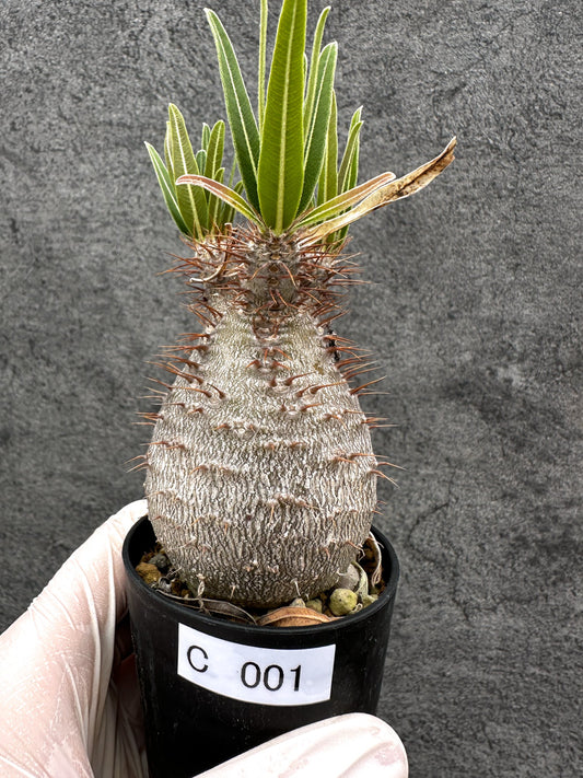 【現品限り】パキポディウム・グラキリス コレクション株 実生【C1】 Pachypodium gracilius