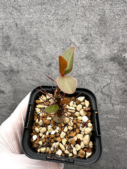 【現品限り】フォークイエリア・ファシクラータ 実生【C20】 Fouquieria fasciculata
