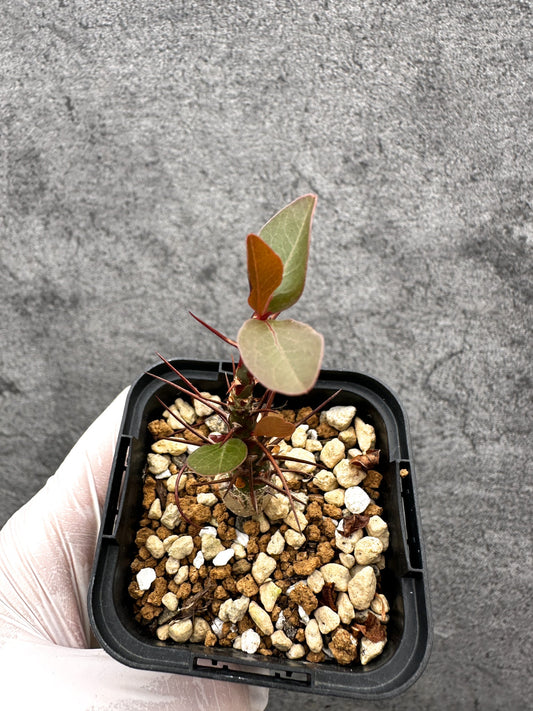 【現品限り】フォークイエリア・ファシクラータ 実生【C20】 Fouquieria fasciculata