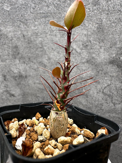 【現品限り】フォークイエリア・ファシクラータ 実生【C20】 Fouquieria fasciculata