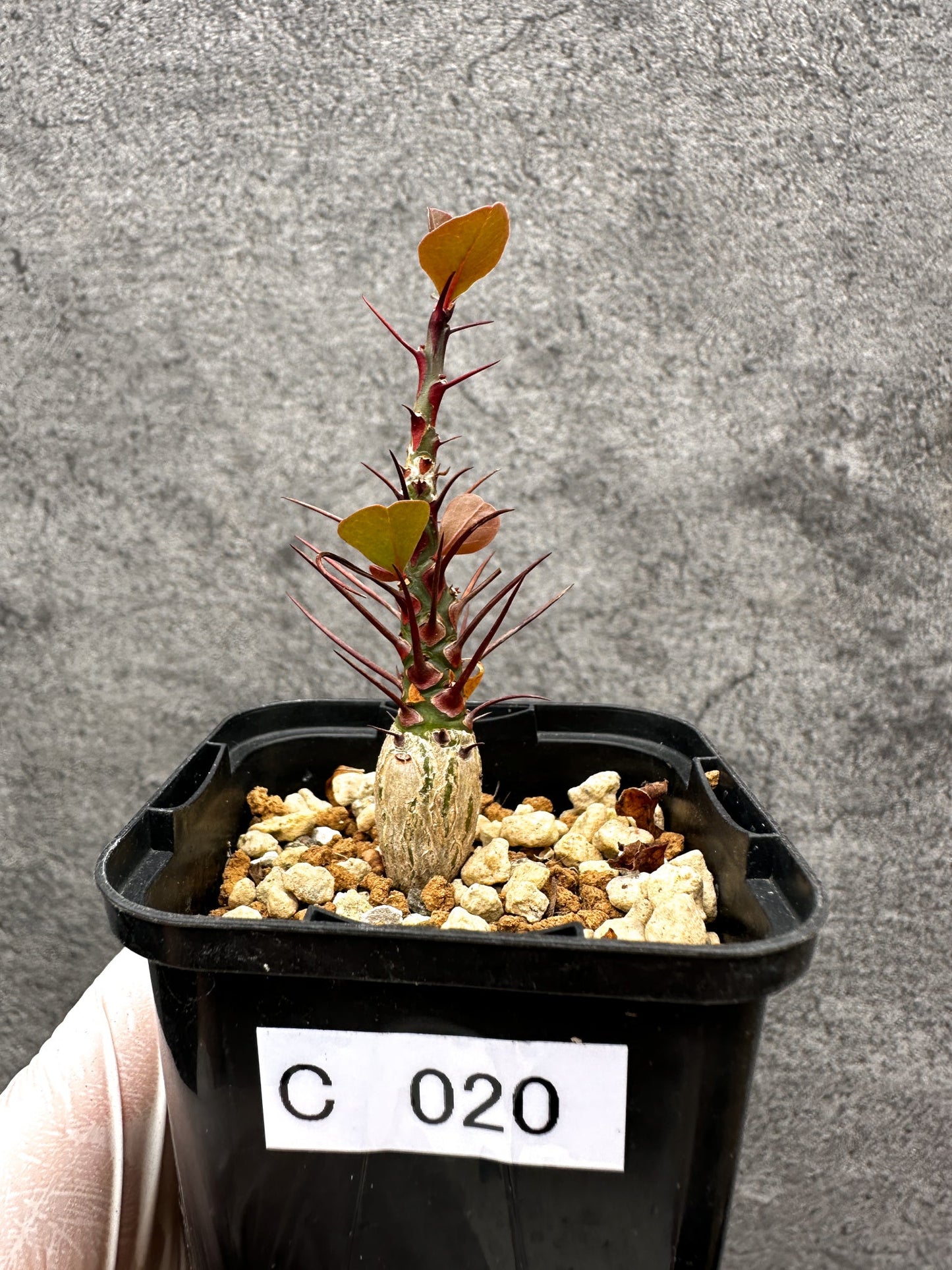 【現品限り】フォークイエリア・ファシクラータ 実生【C20】 Fouquieria fasciculata