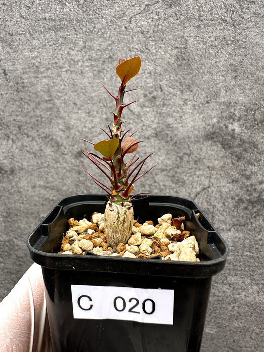 【現品限り】フォークイエリア・ファシクラータ 実生【C20】 Fouquieria fasciculata