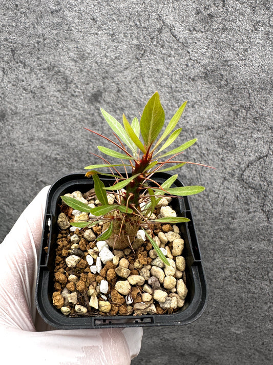 【現品限り】フォークイエリア・プルプシー 実生【C21】 Fouquieria purpusii