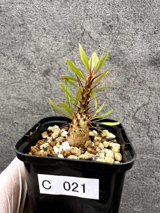 【現品限り】フォークイエリア・プルプシー 実生【C21】 Fouquieria purpusii