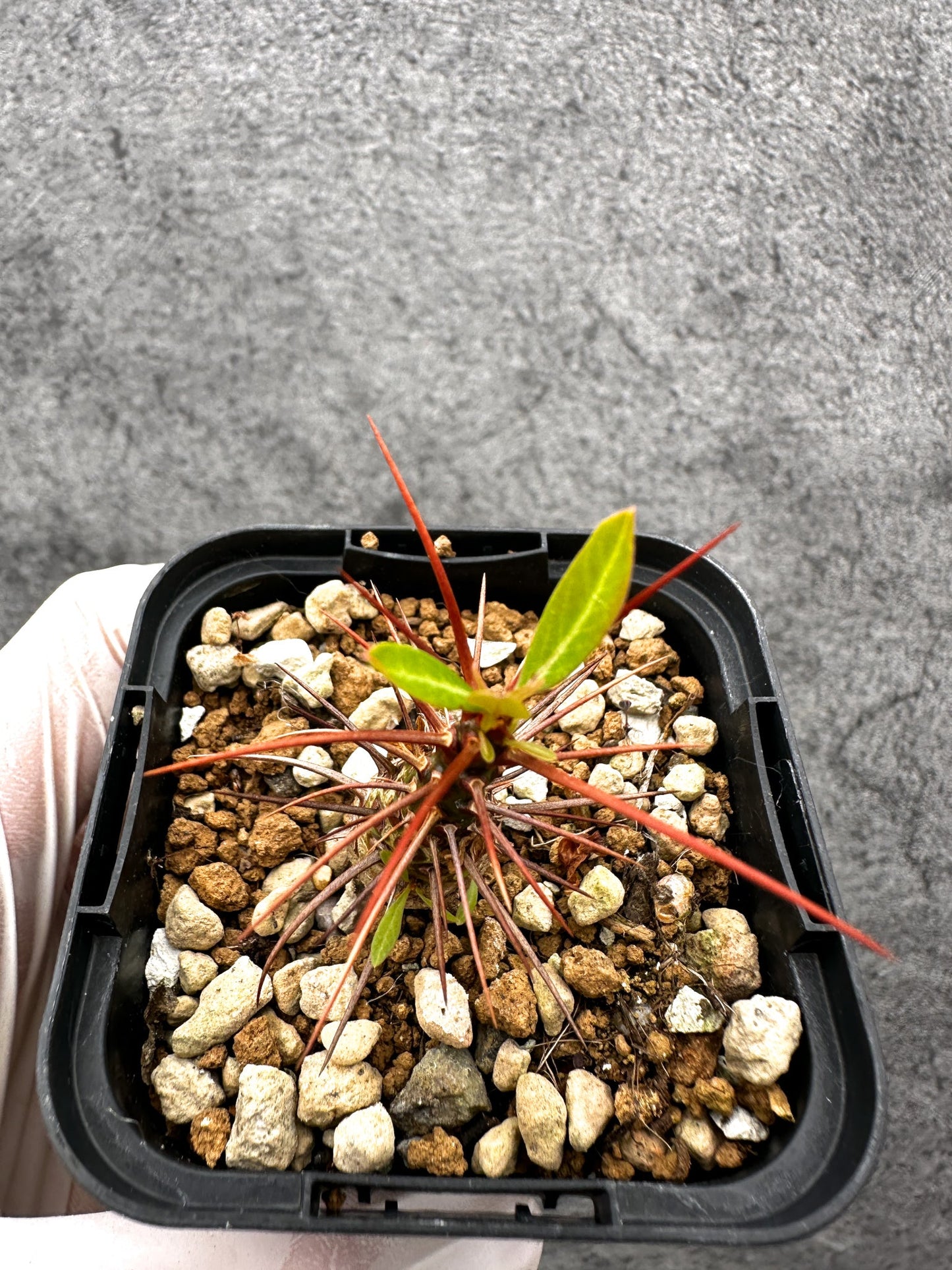 【現品限り】フォークイエリア・プルプシー 実生【C22】 Fouquieria purpusii