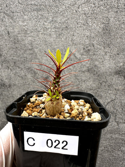 【現品限り】フォークイエリア・プルプシー 実生【C22】 Fouquieria purpusii