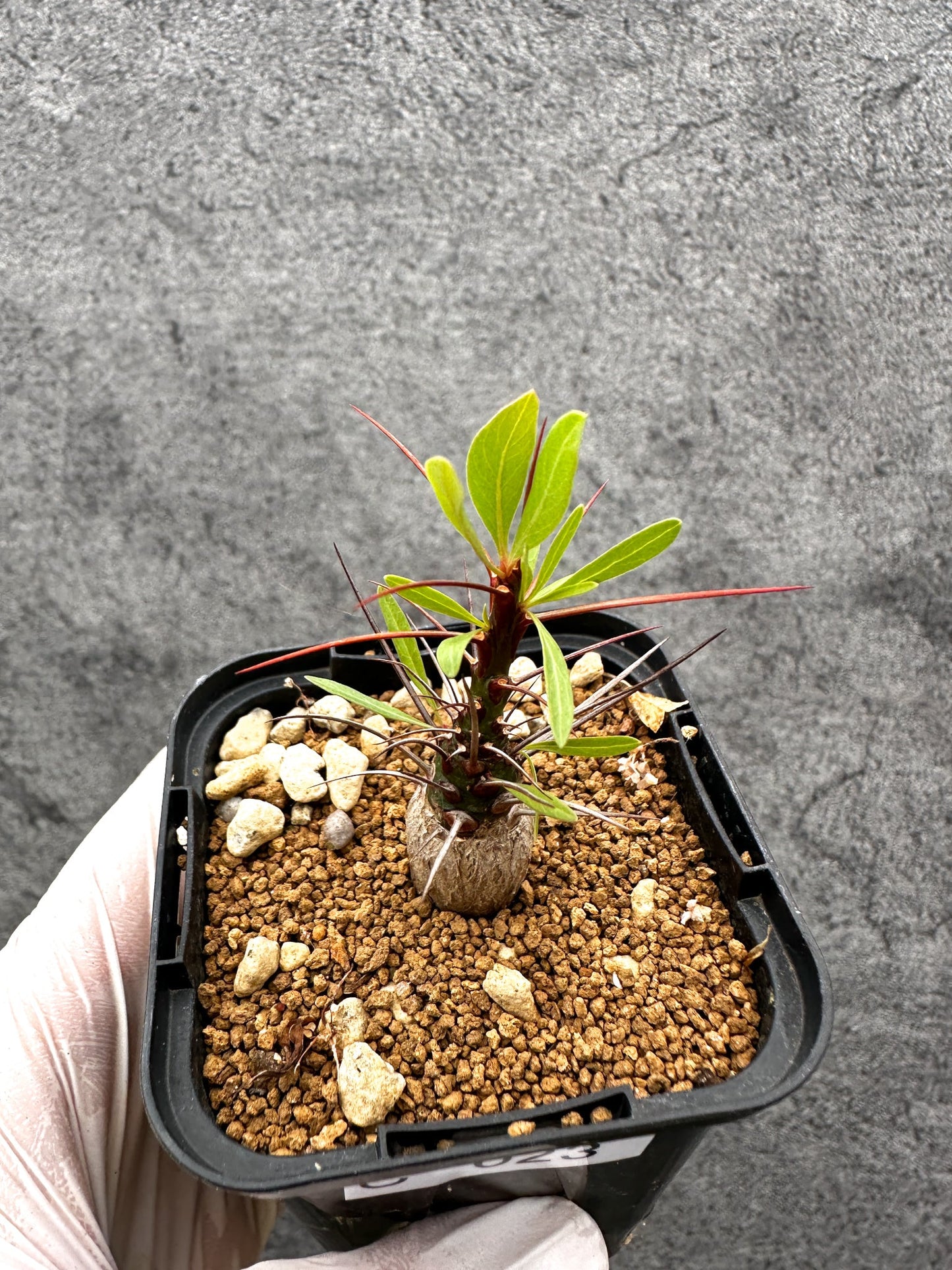 【現品限り】フォークイエリア・プルプシー 実生【C23】 Fouquieria purpusii