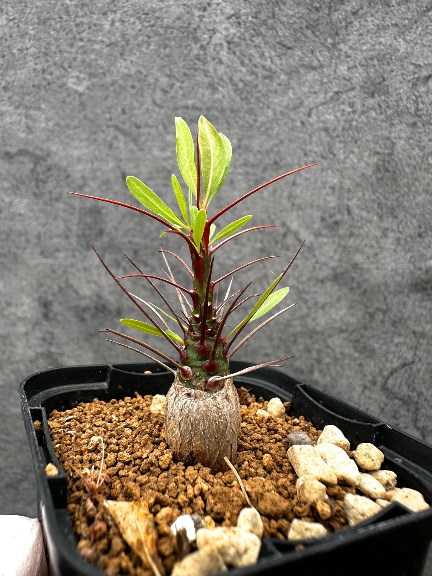 【現品限り】フォークイエリア・プルプシー 実生【C23】 Fouquieria purpusii