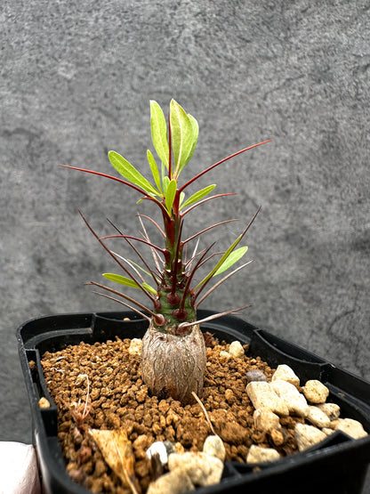 【現品限り】フォークイエリア・プルプシー 実生【C23】 Fouquieria purpusii
