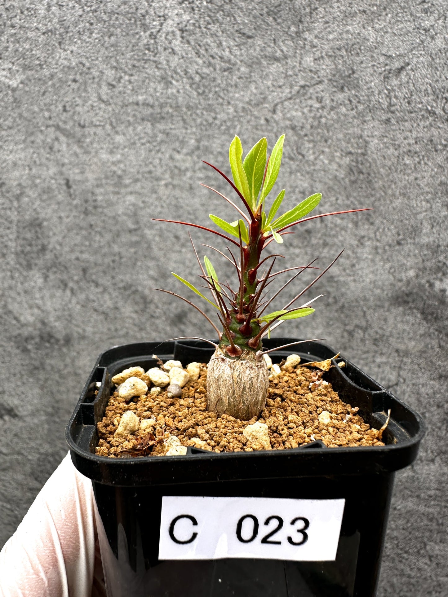 【現品限り】フォークイエリア・プルプシー 実生【C23】 Fouquieria purpusii
